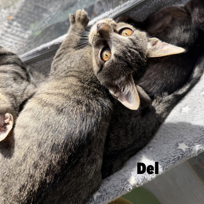 Del, a male kitten up for adoption