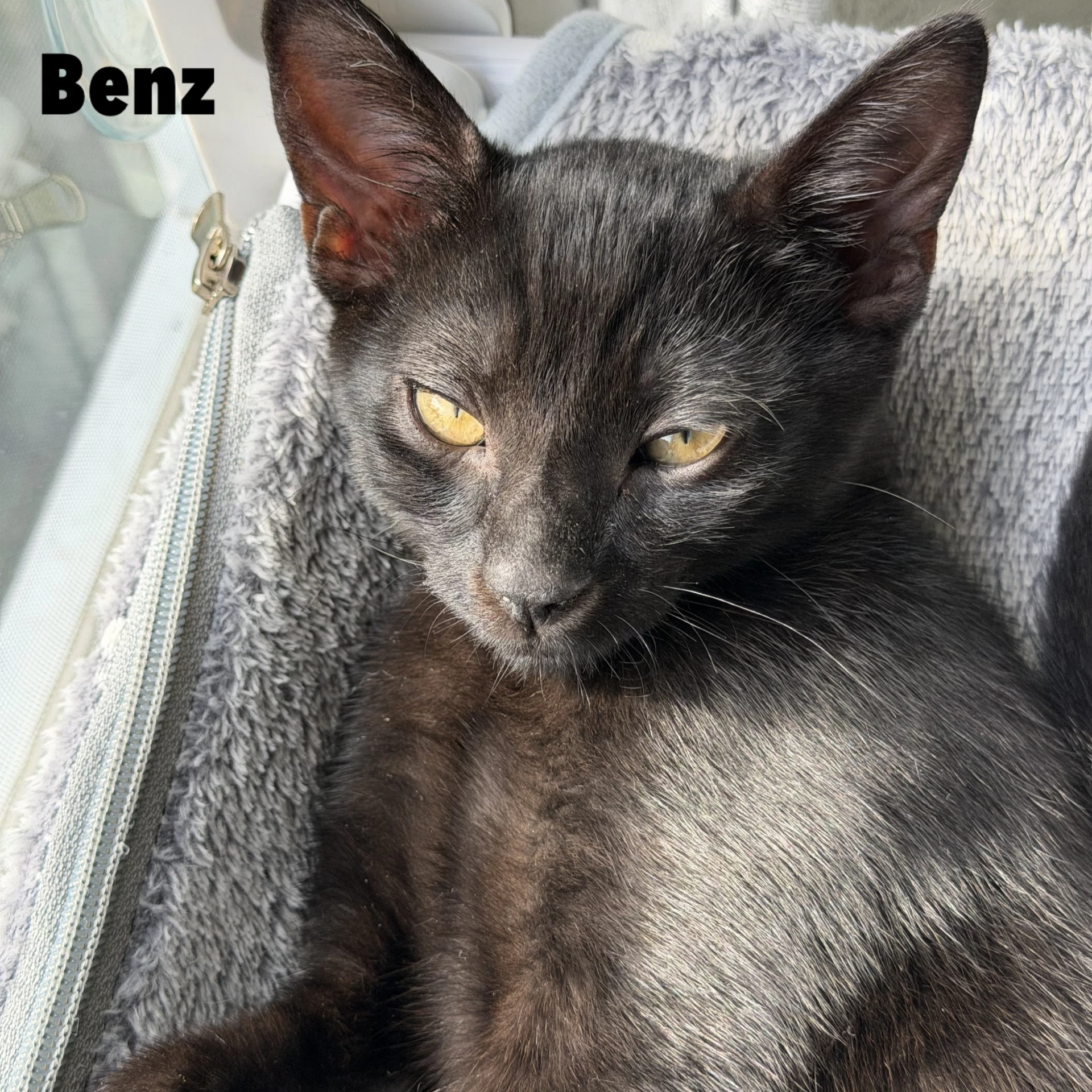 Benz