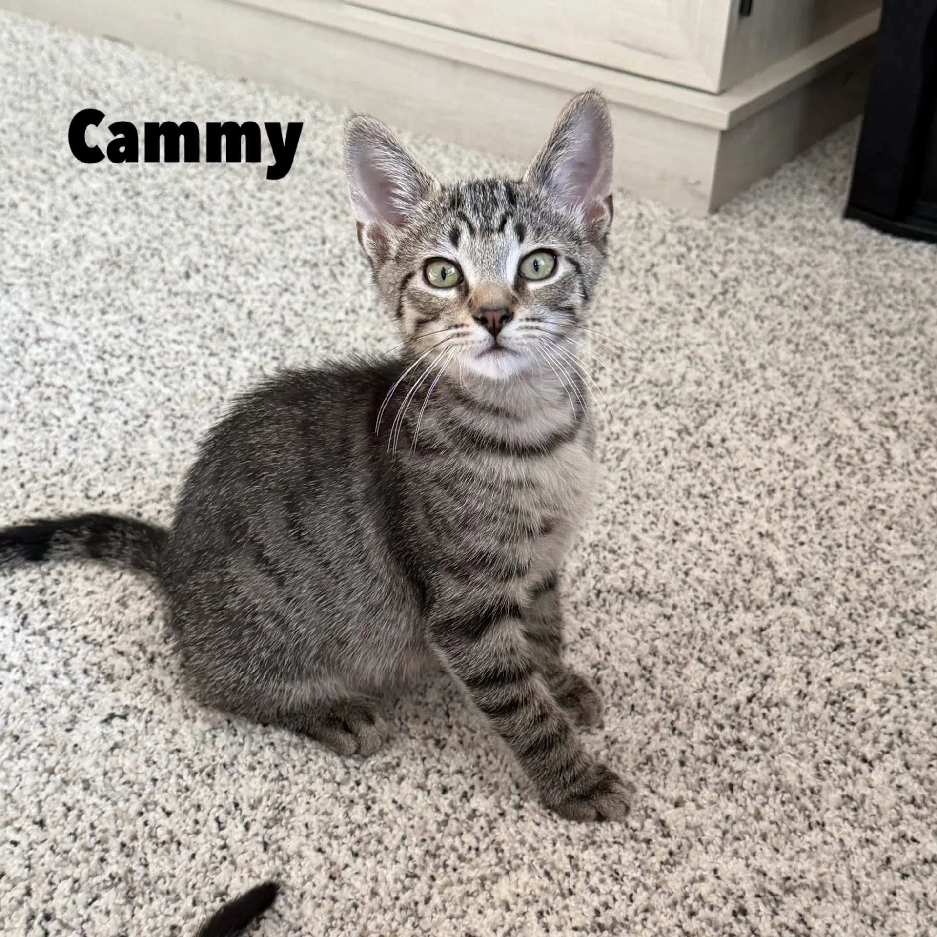 Cammy image 1