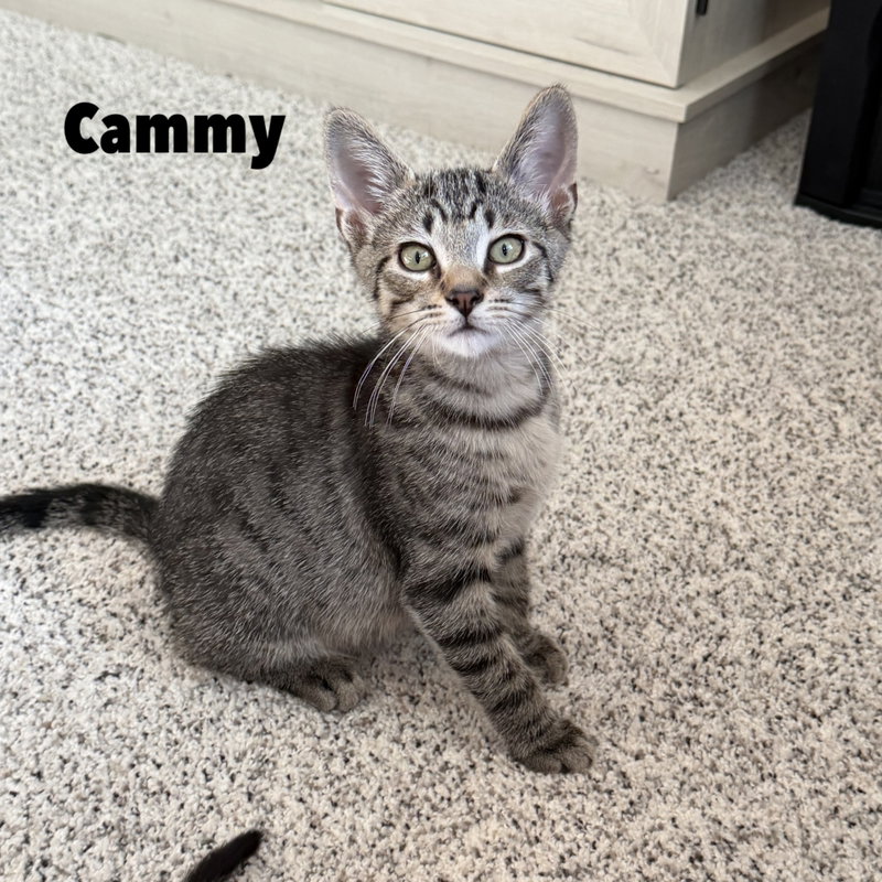 Cammy, a female kitten up for adoption