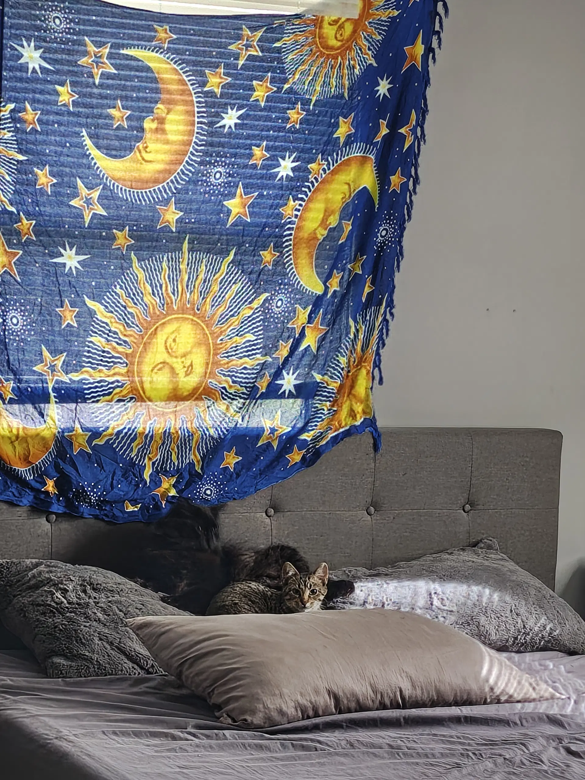 Cleo image 2