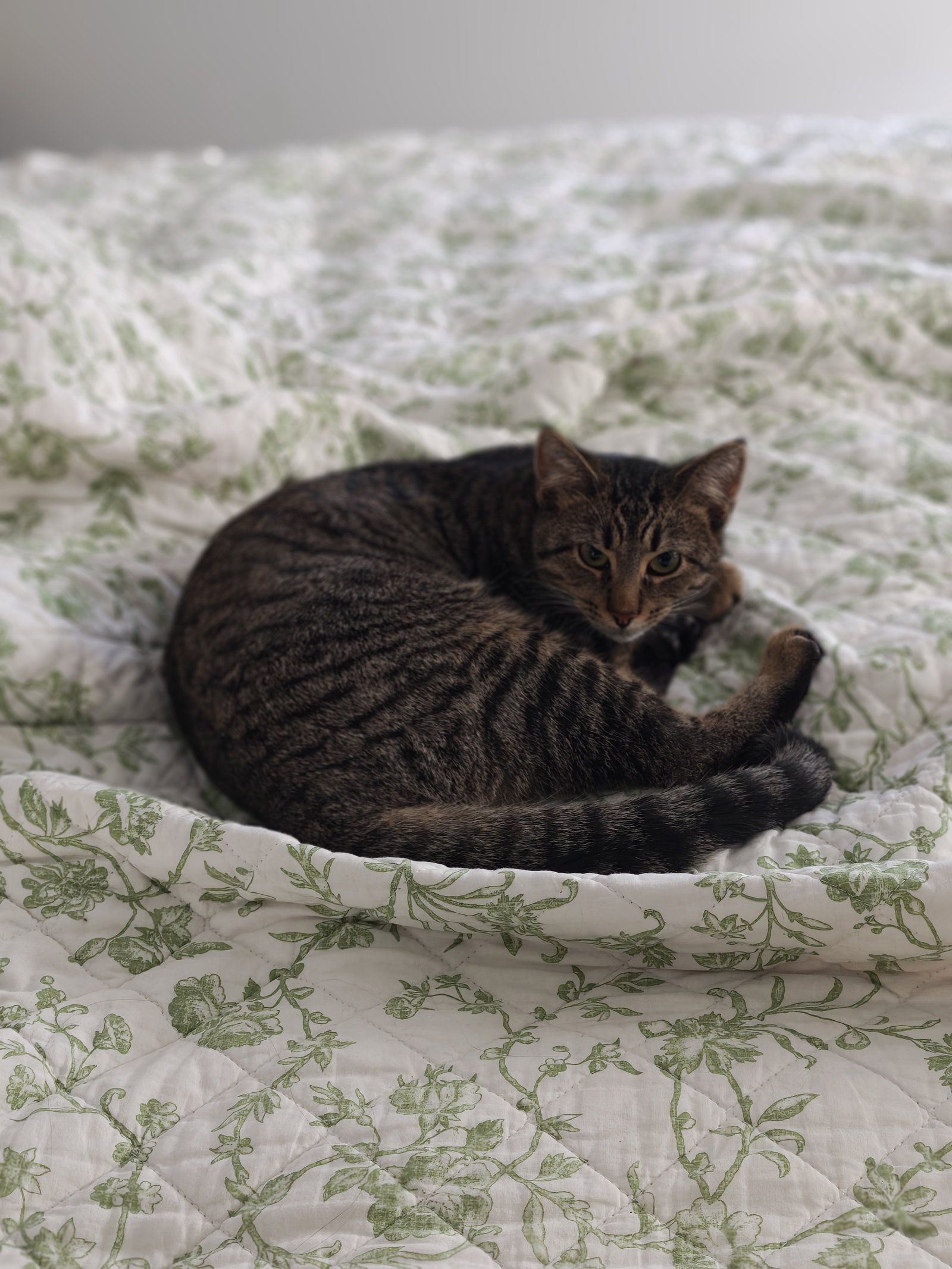 Cleo, photo 2