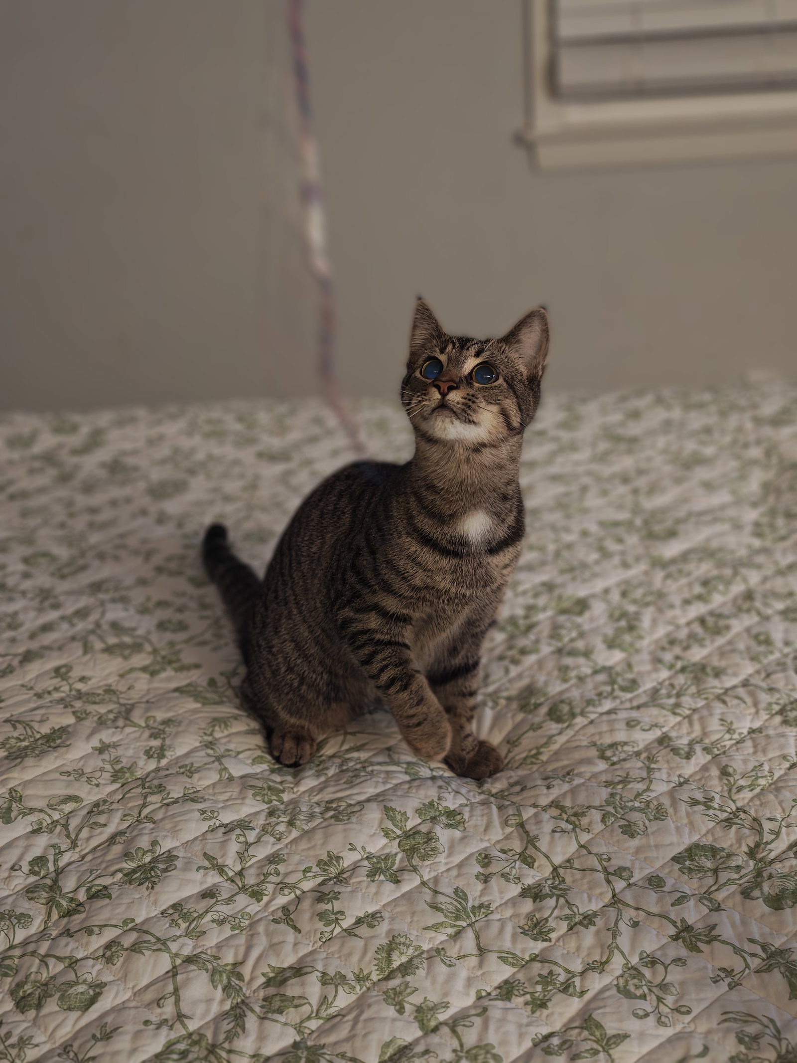 Cleo, photo 3