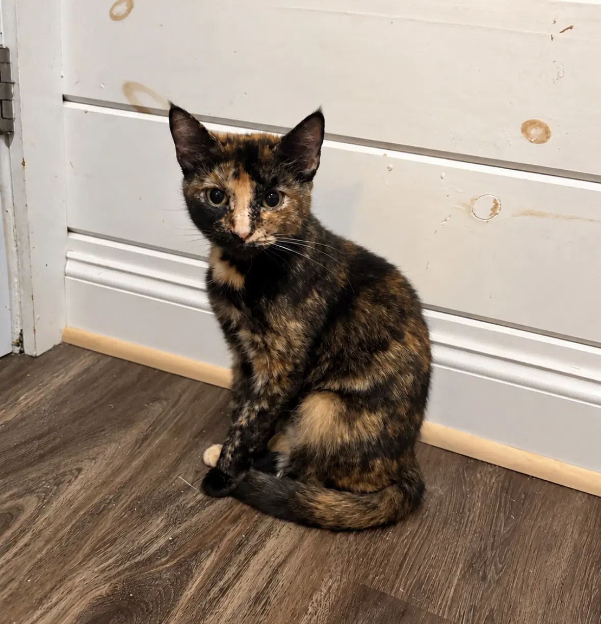 Nairobi - Domestic Short Hair