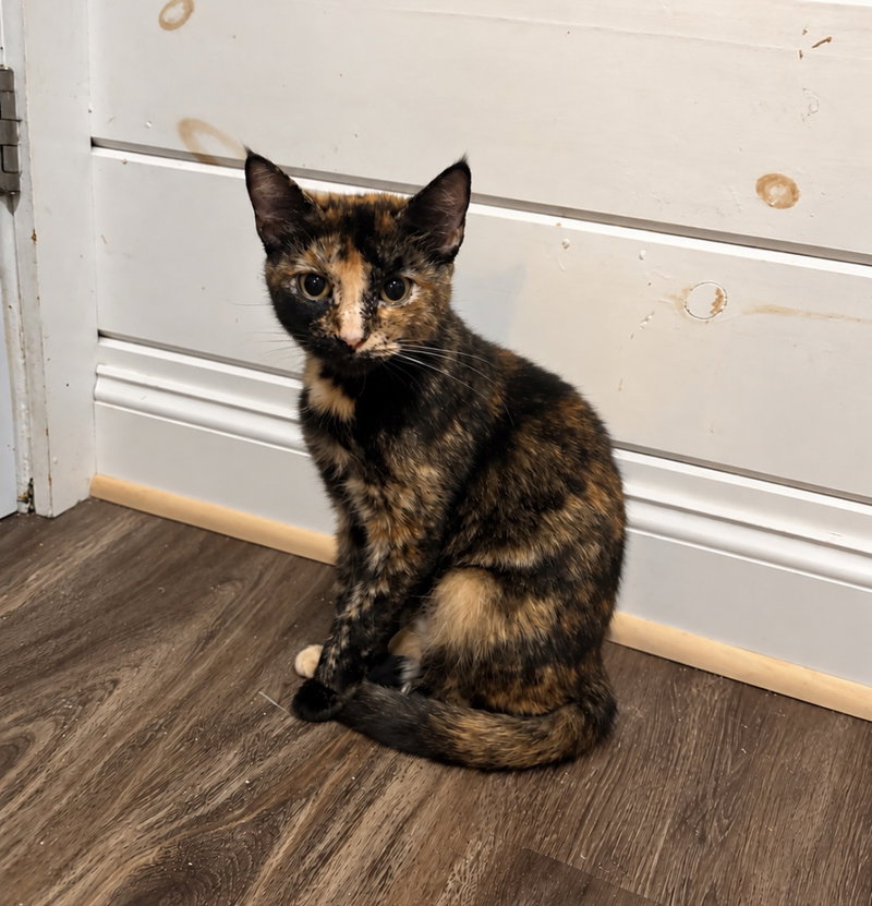 Nairobi, an adult female cat up for adoption