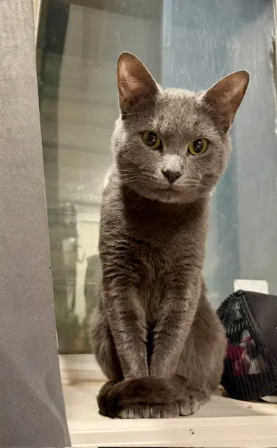 Felix - Domestic Short Hair