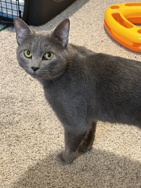 Felix, photo 2