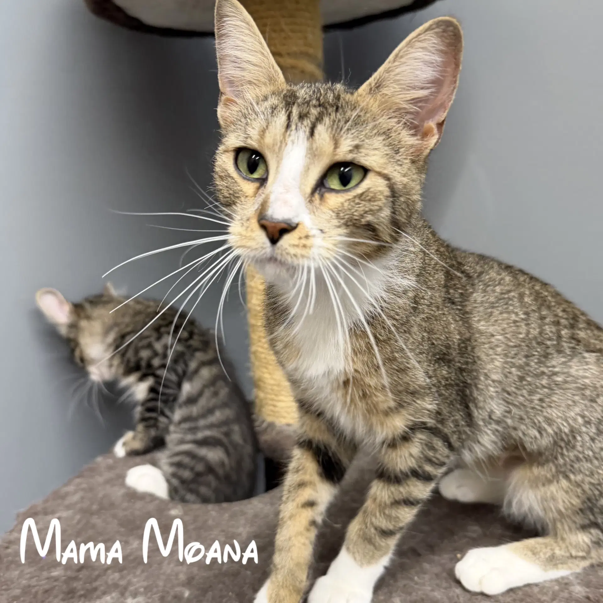 Moana - Domestic Short Hair