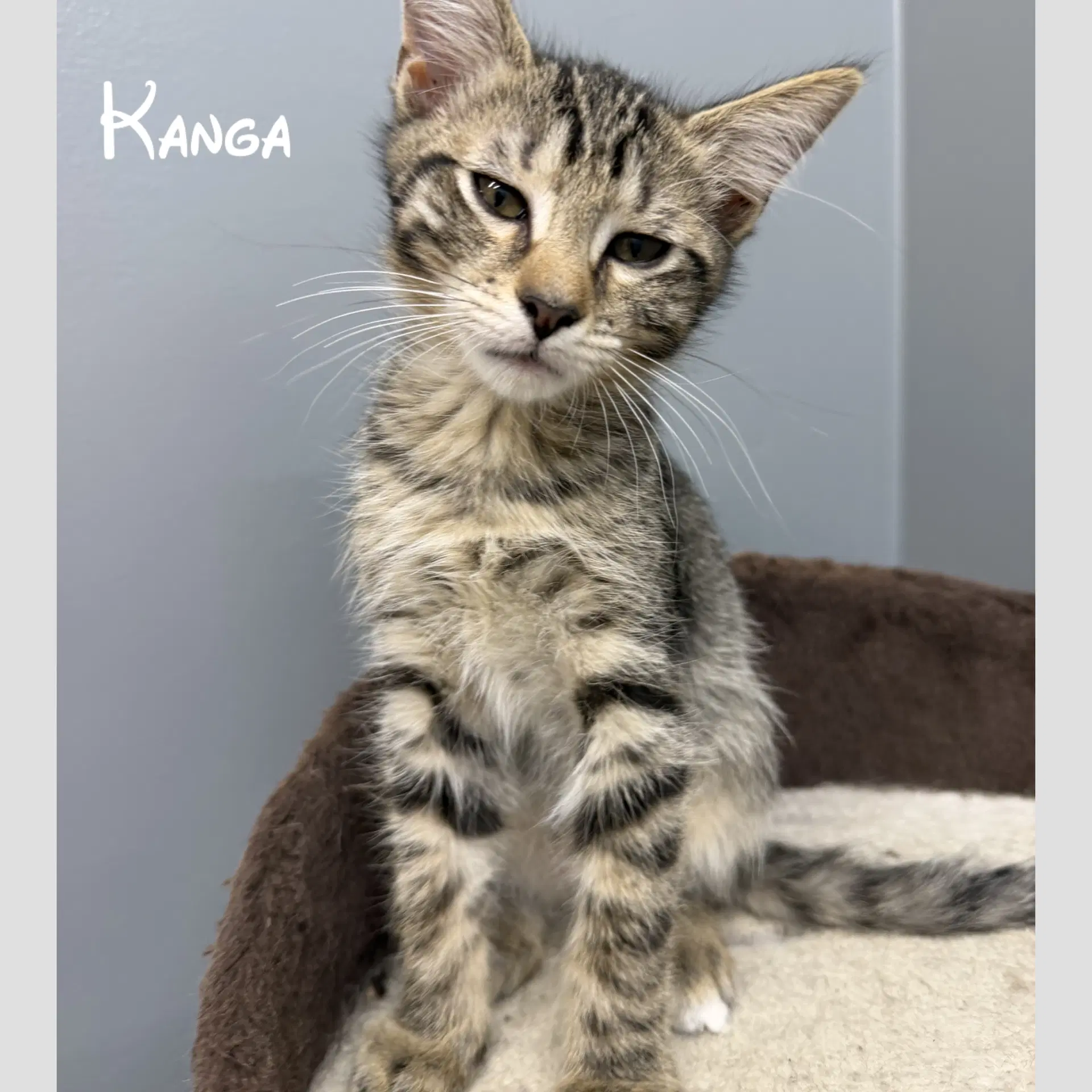 Kanga - Domestic Short Hair