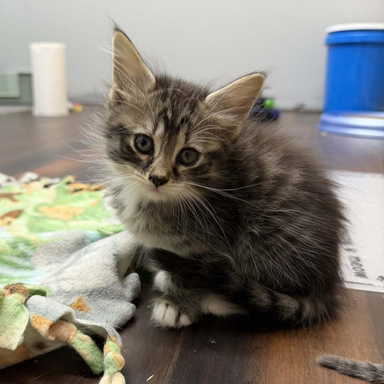 Nala