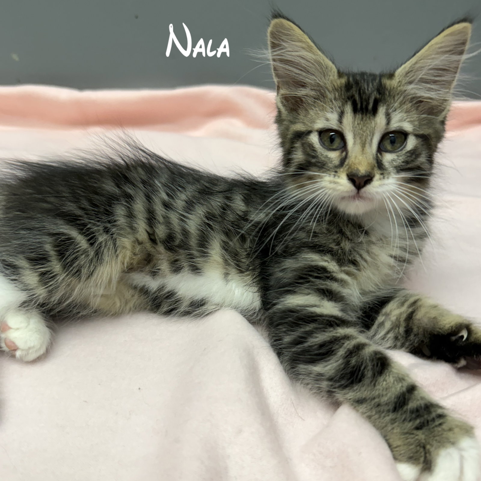 Nala, photo 2