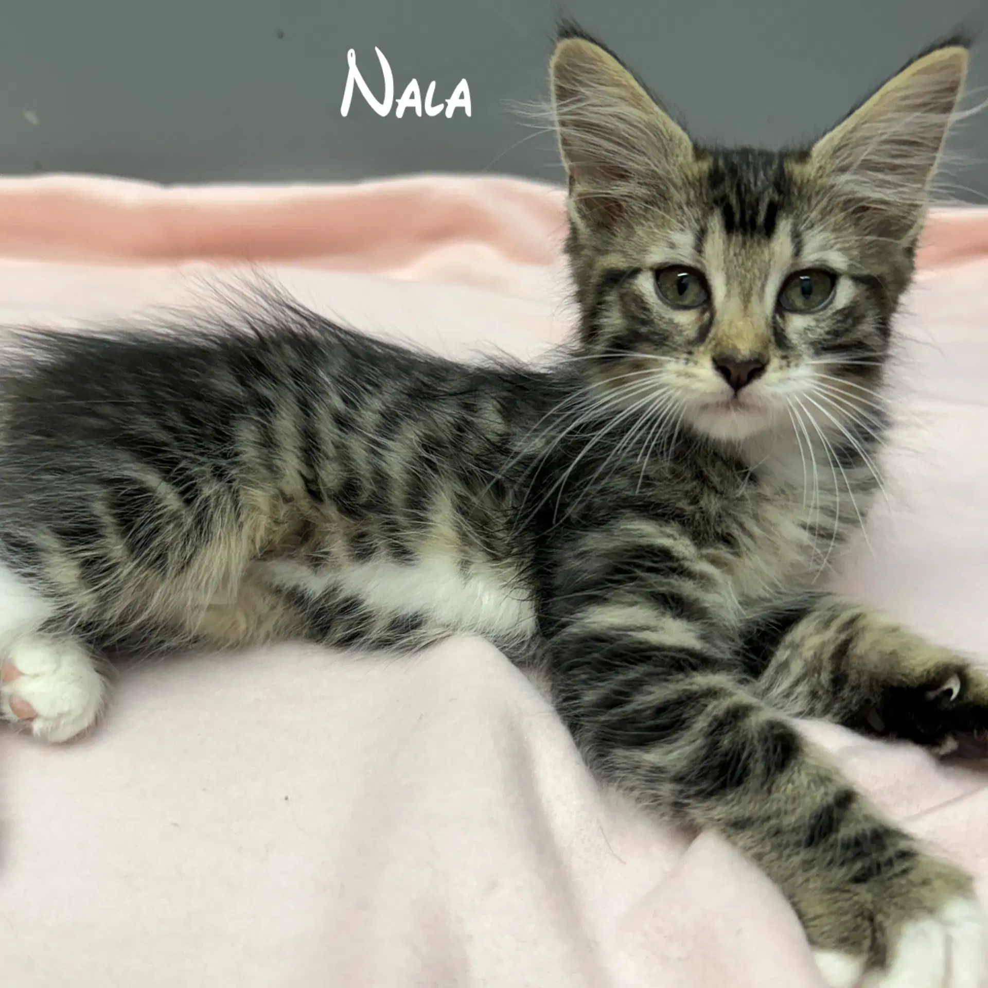 Nala image 2