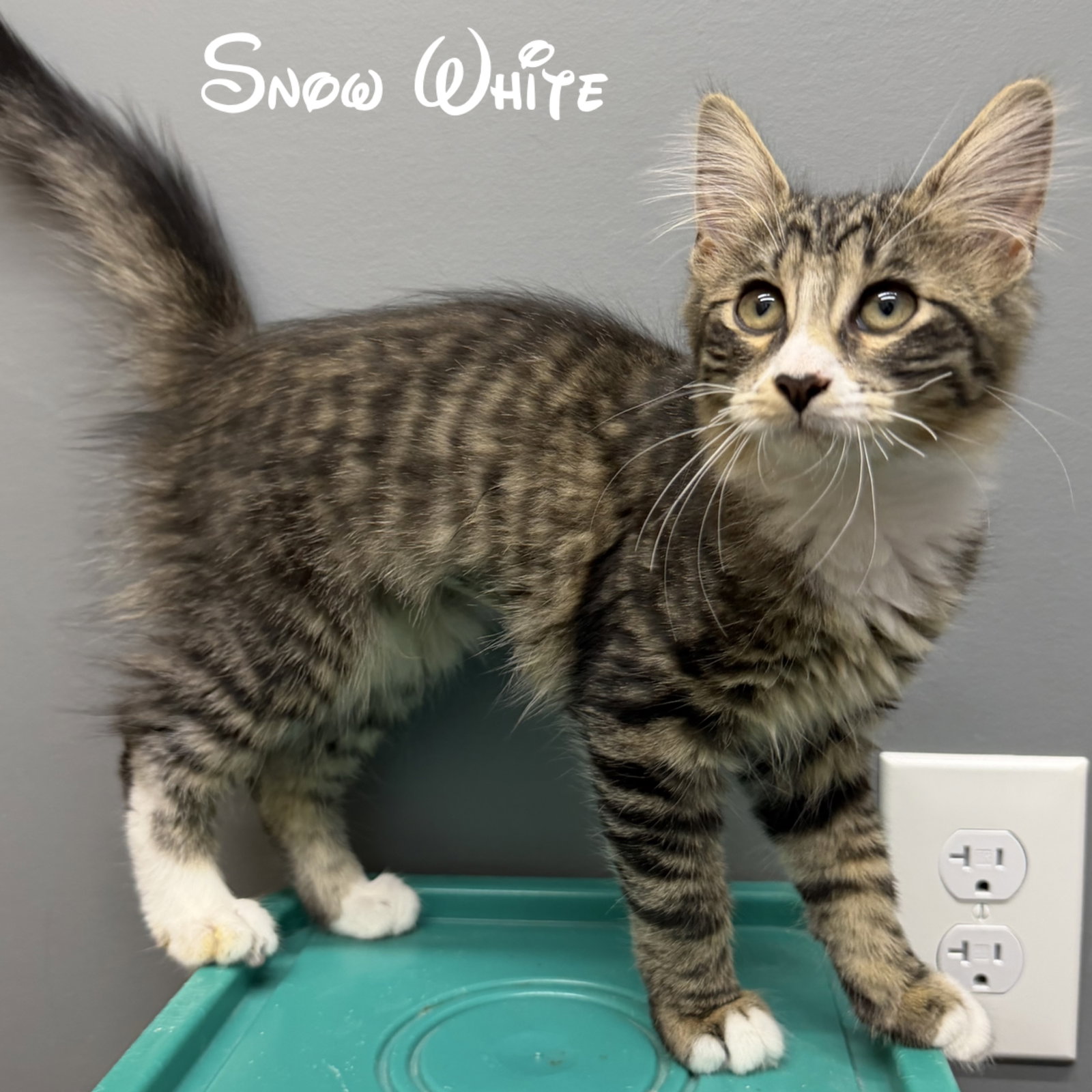 Snow White