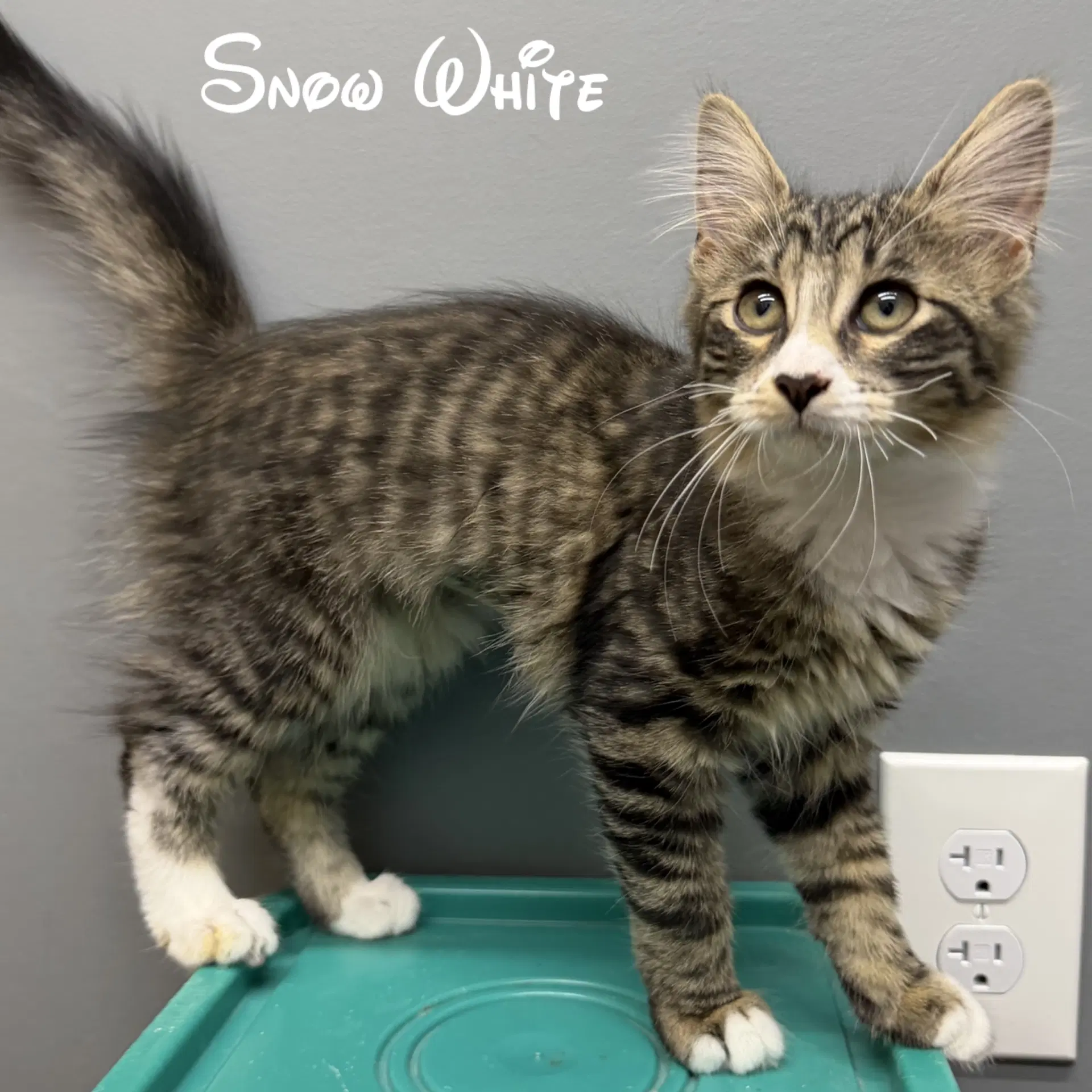 Snow White - Domestic Medium Hair