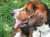 Baxter Beagle (BB)