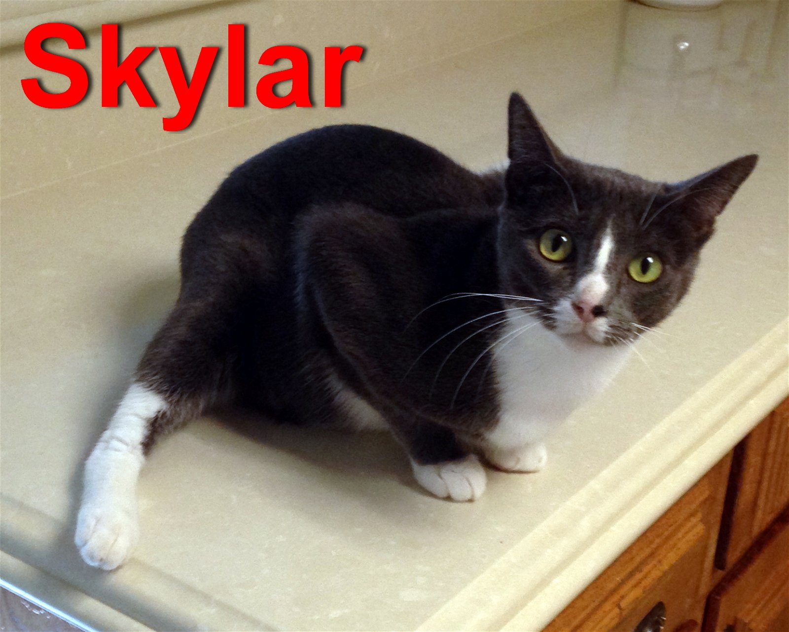 adoptable Cat in Alvin, TX named Sky (aka Skylar)