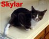 adoptable Cat in alvin, TX named Sky (aka Skylar)