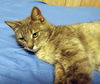 Sylvi