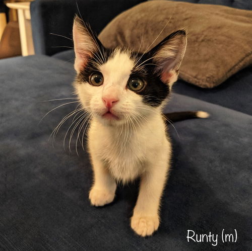 Runty