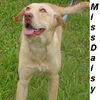 1883-Miss Daisy