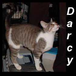 Darcy