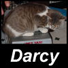 Darcy