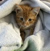 Oliver