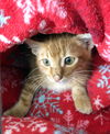 Oliver