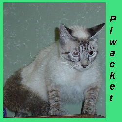 Piwacket