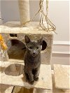 adoptable Cat in alvin, TX named Precious