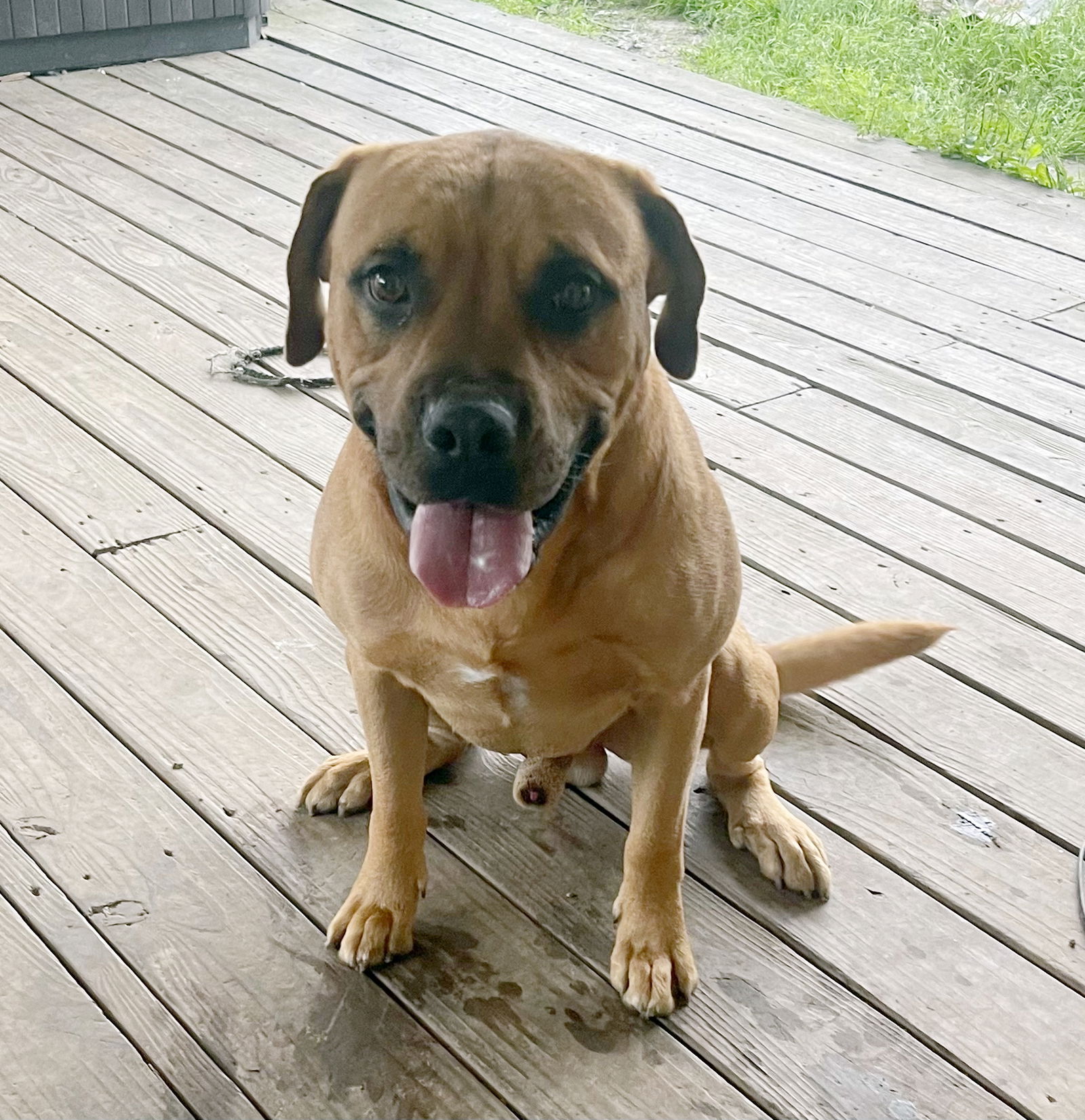 adoptable Dog in Alvin, TX named Moose