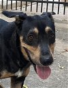 adoptable Dog in alvin, TX named Oliver