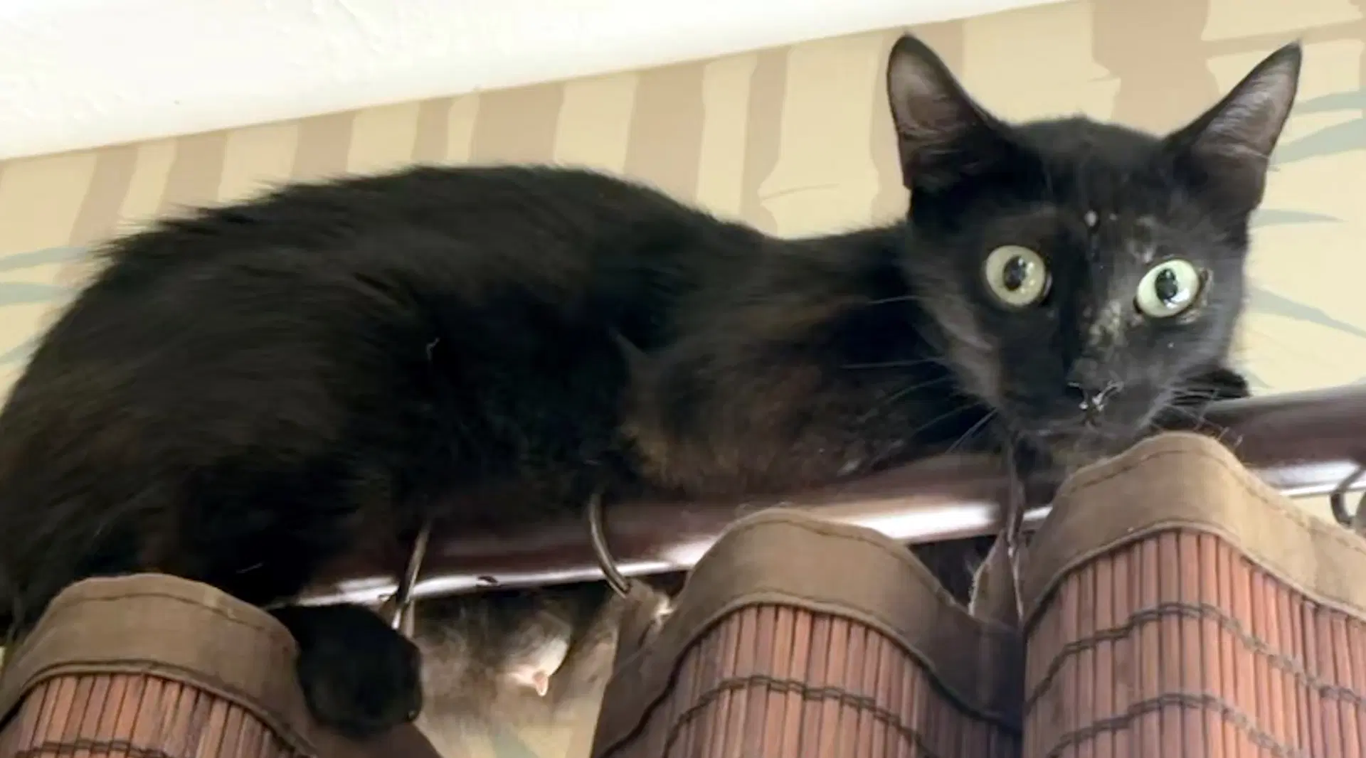 Sarah - Domestic Short Hair