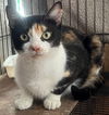 adoptable Cat in  named C.C.