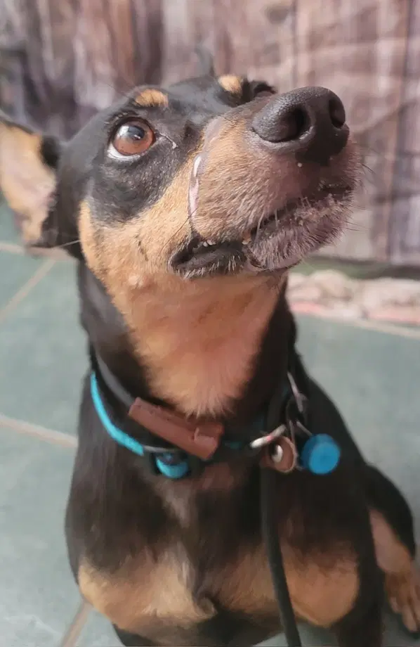 Rosco - Lancashire Heeler