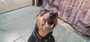 Rosco