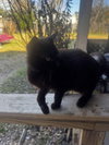 Panther