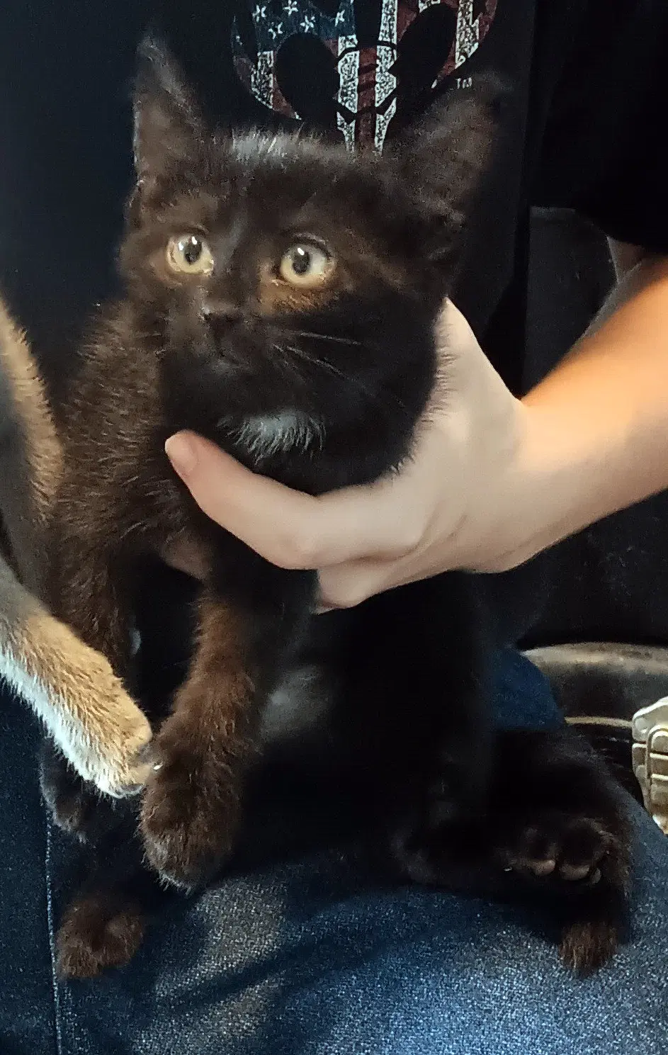 Shiloh - Domestic Short Hair