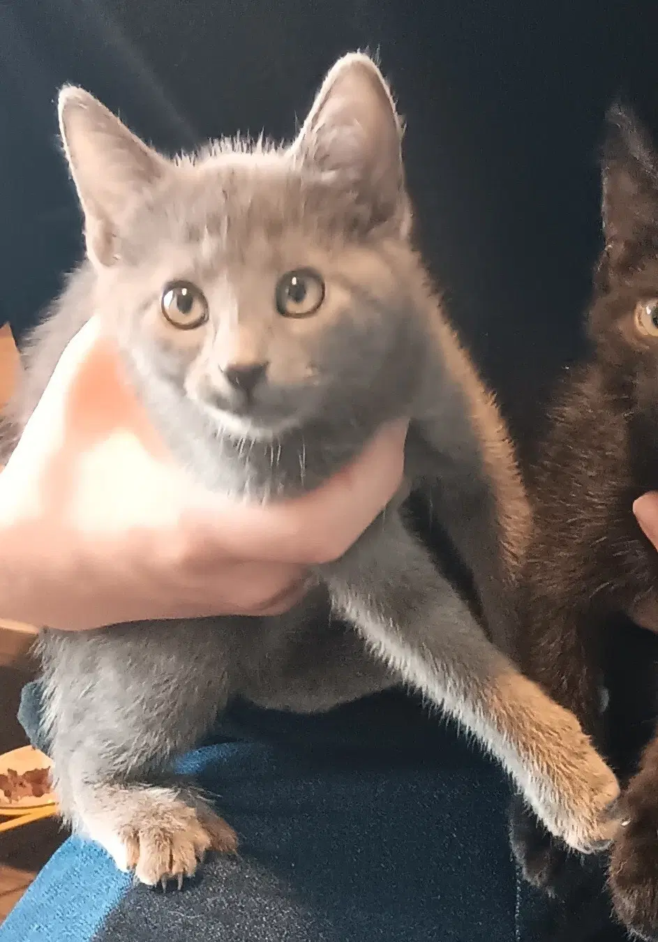 Piper - Domestic Short Hair