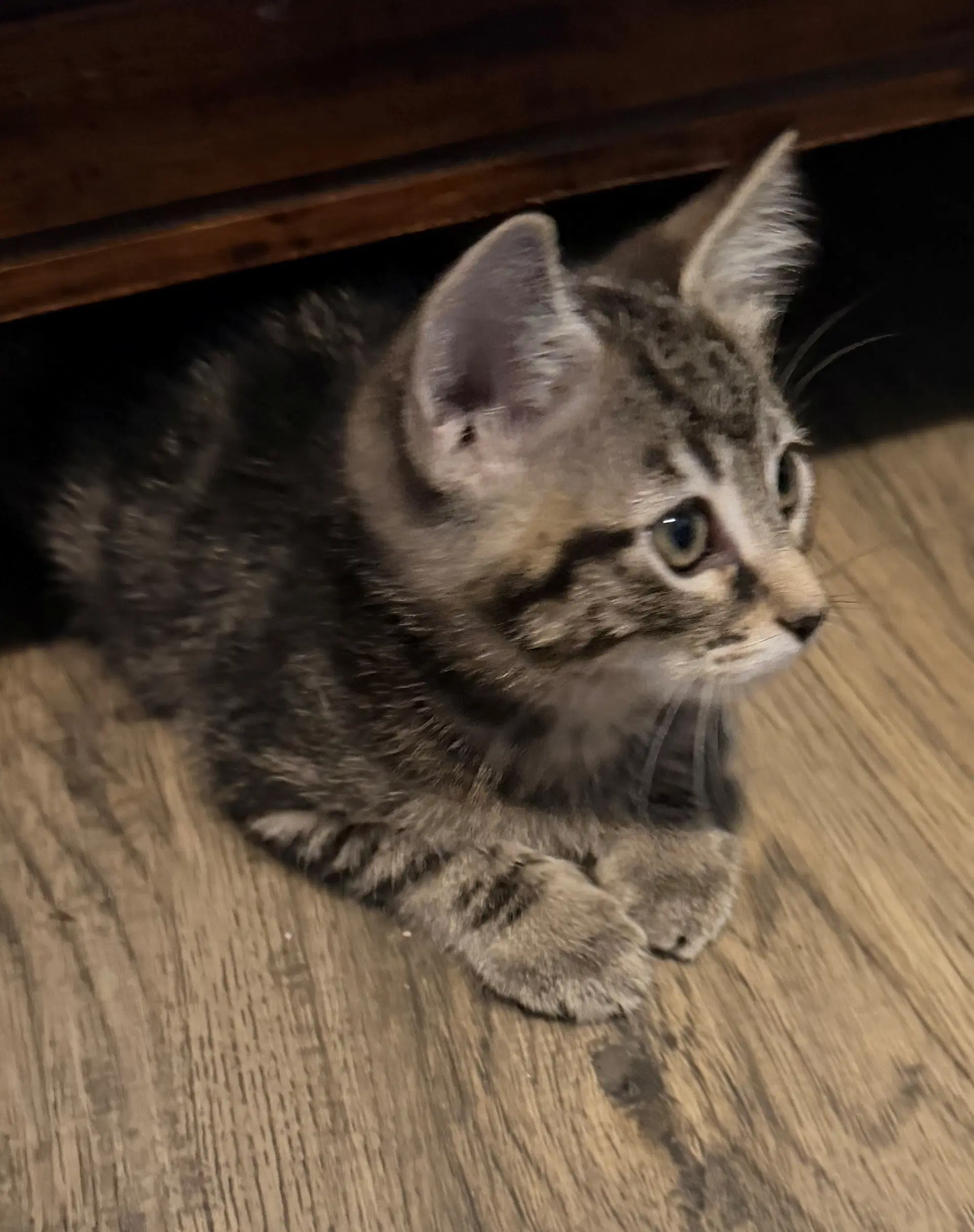 Nila - Domestic Short Hair