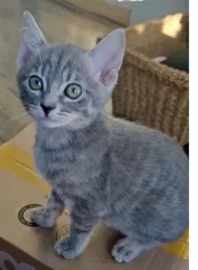 Kenzie - Domestic Short Hair