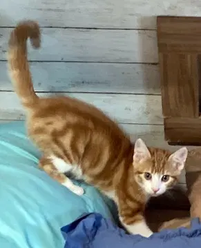 Apollo - Tuxedo
