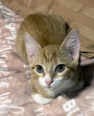 Luna, a cat for adoption from Paws Animal Rescue, Inc.