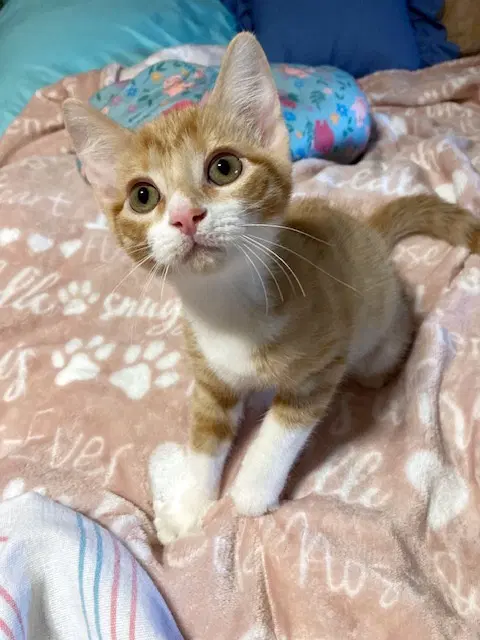 Orion - Tuxedo