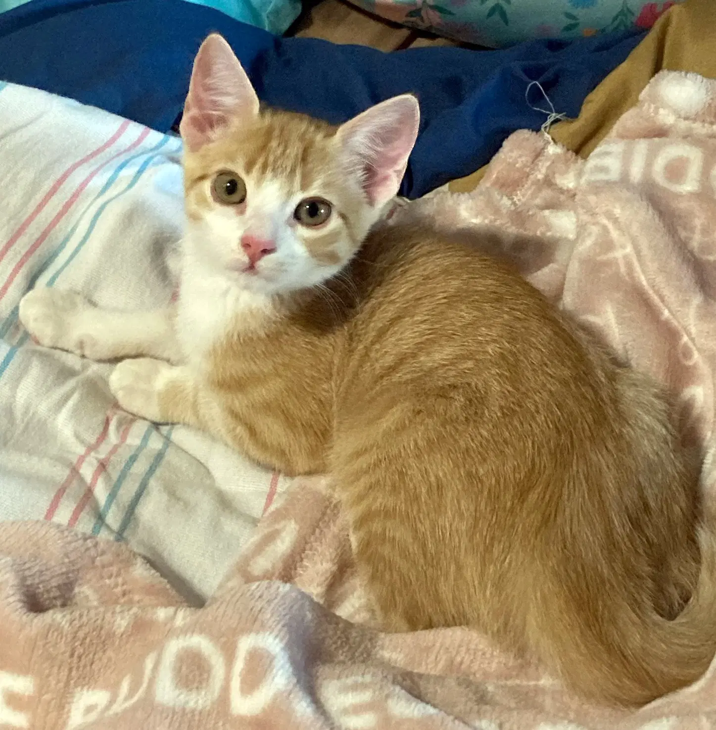 Venus - Tuxedo