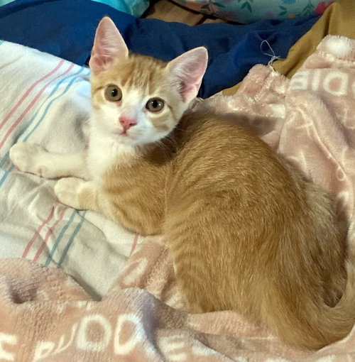 Venus, a cat for adoption from Paws Animal Rescue, Inc.