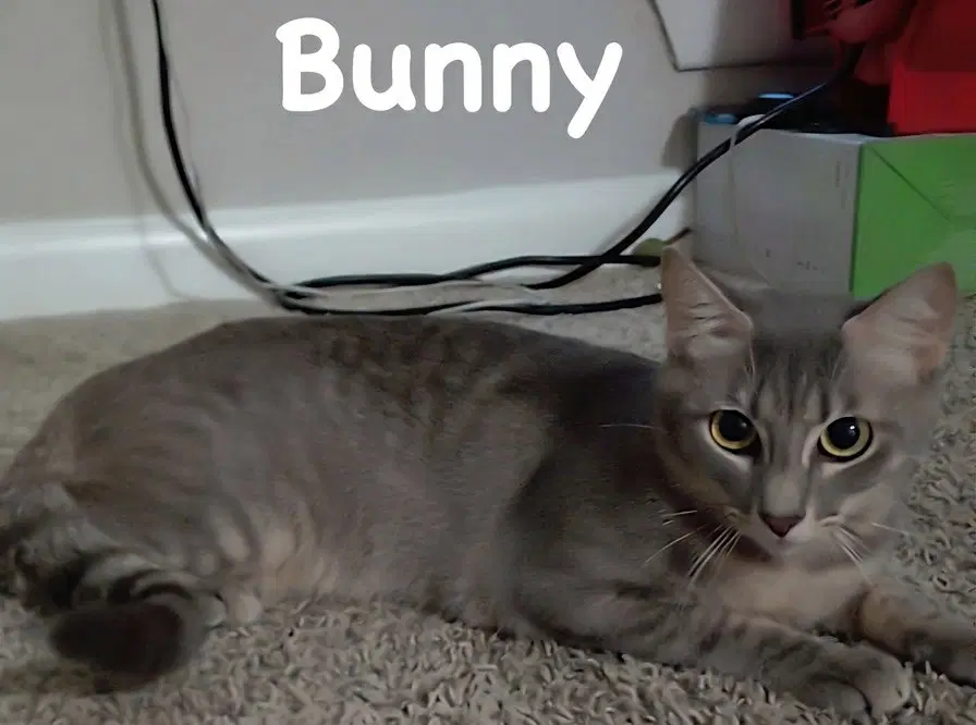 Bunny - Tabby