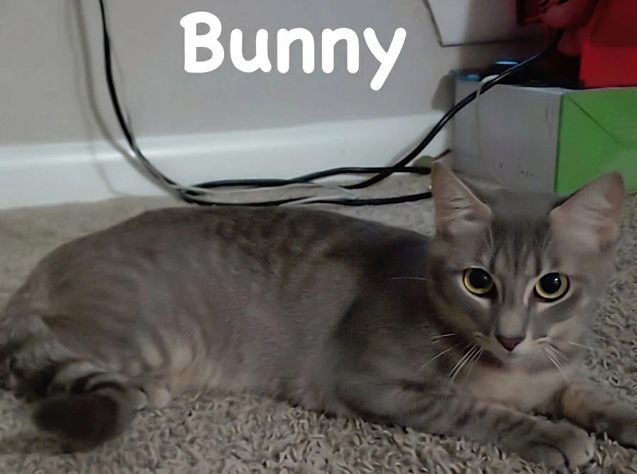 Bunny
