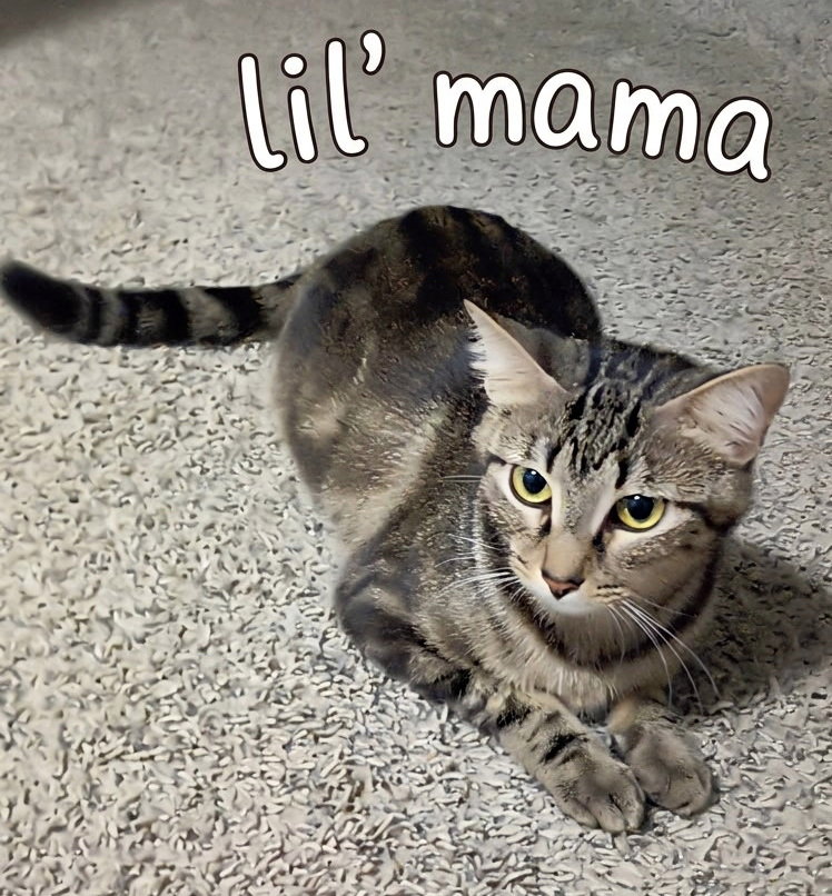 Lil' Mama, Tabby
