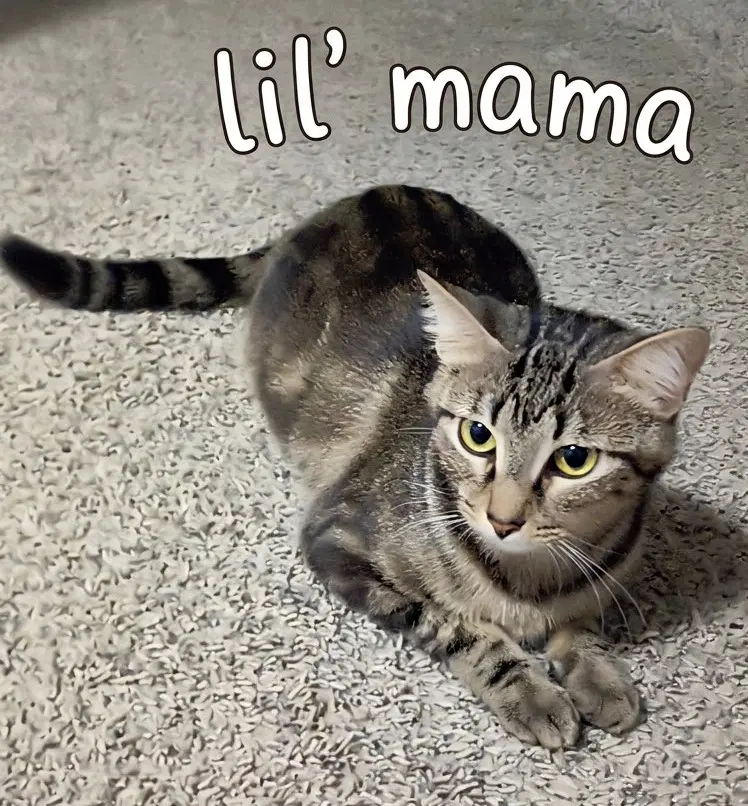 Lil' Mama - Tabby